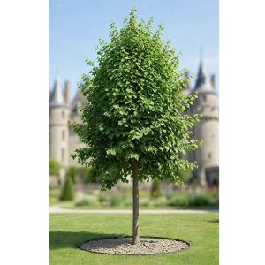 Tilia Cordata Greenspire