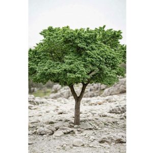 ULMUS ELEGANTISSIMA